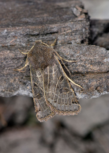 Anchoscelis lunosa &copy; Jean Raillot