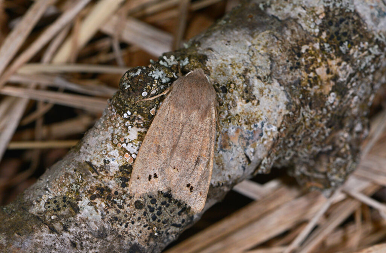 Anorthoa munda &copy; Jean Raillot