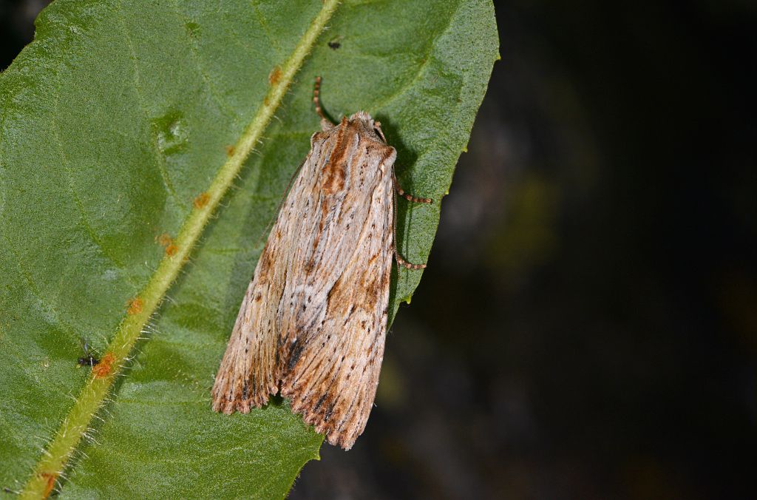 Apamea lithoxylaea &copy; Jean Raillot