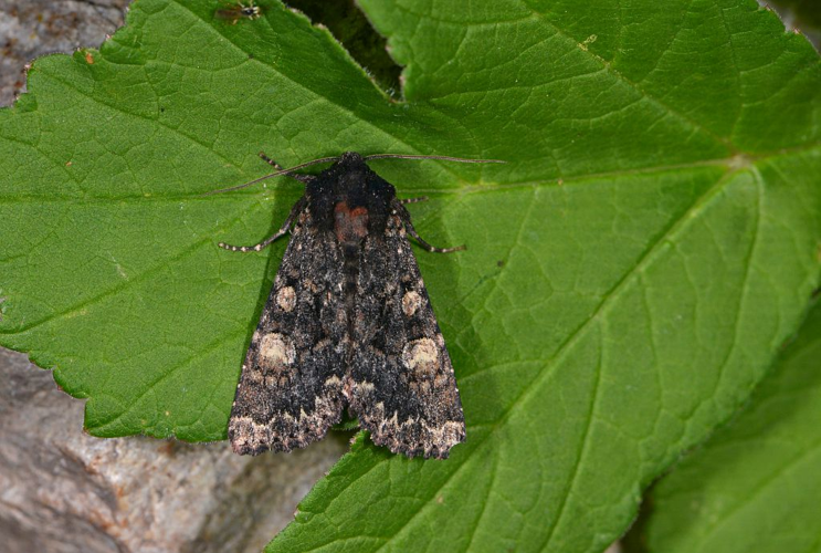 Apamea rubrirena  &copy; Jean Raillot