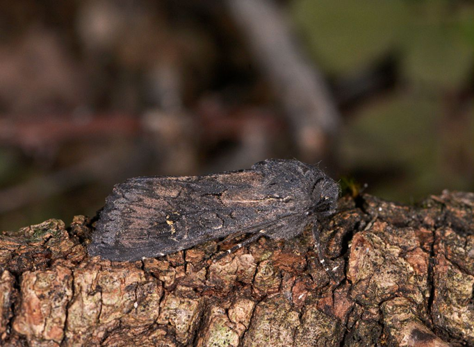 Aporophyla nigra &copy; Jean Raillot