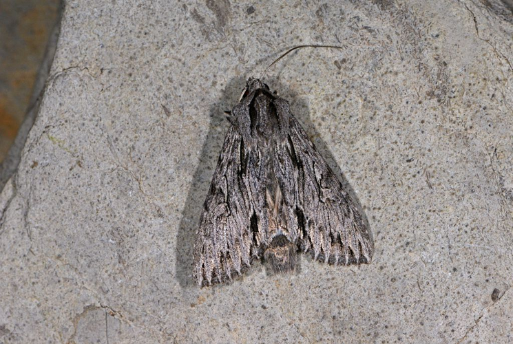 Auchmis detersa &copy; Jean Raillot