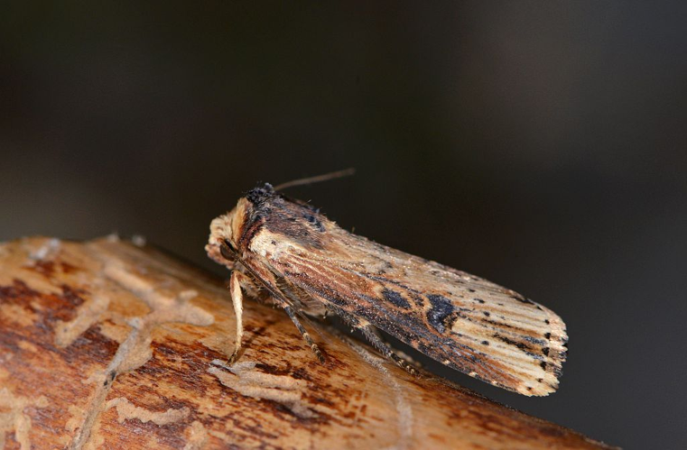 Axylia putris  &copy; Jean Raillot