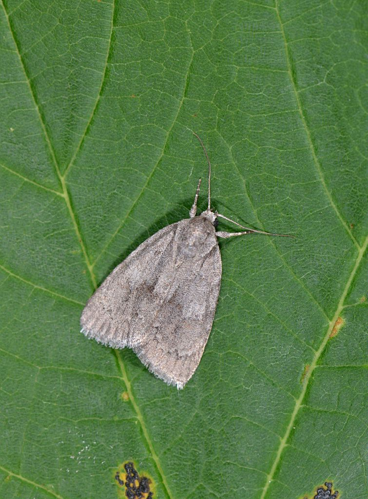 Bryonycta pineti  &copy; Jean Raillot