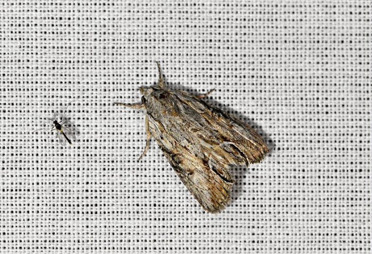 Bryophila raptricula &copy; Jean Raillot