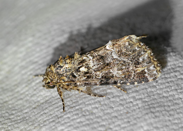 Callopistria latreillei &copy; Jean Raillot