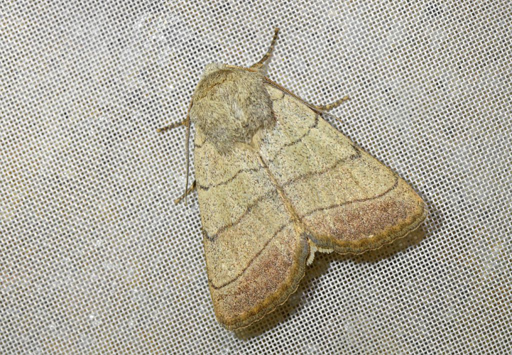 Charanyca trigrammica &copy; Jean Raillot