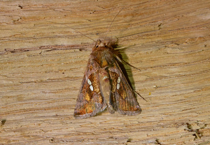 Chrysodeixis chalcites &copy; Jean Raillot