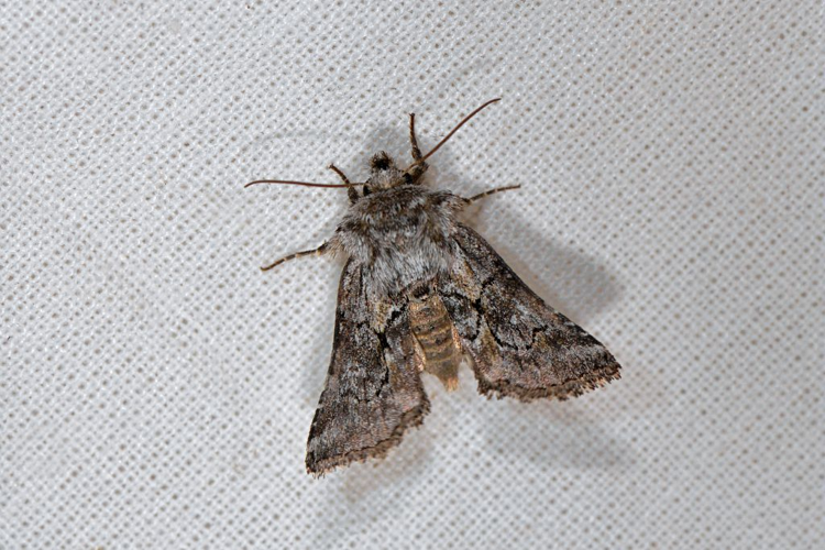 Cleonymia yvanii &copy; Jean Raillot