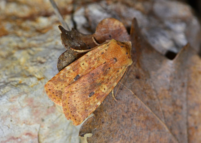 Conistra rubiginea &copy; Jean Raillot