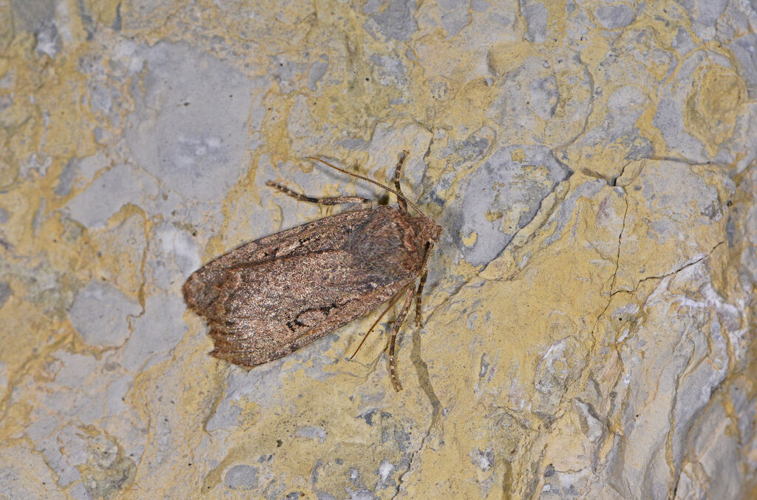 Conistra torrida &copy; JEan Raillot