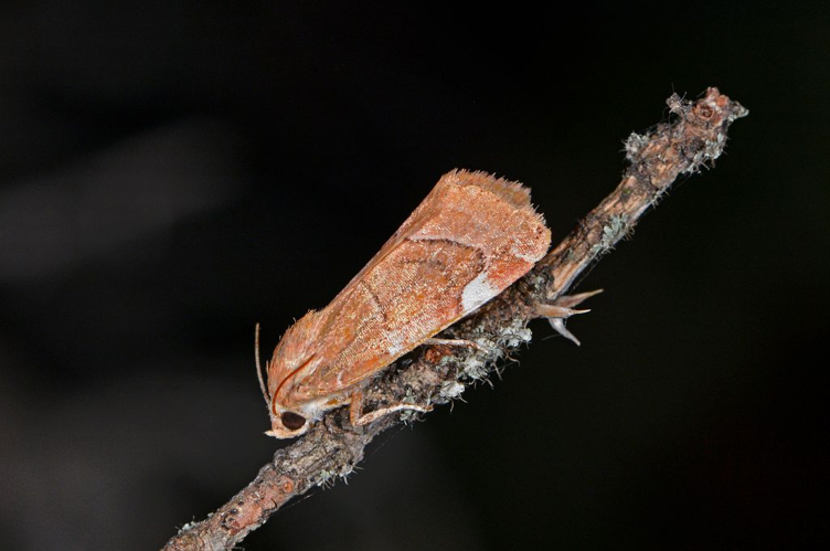 Cosmia affinis &copy; Jean Raillot