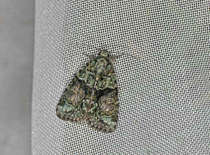 Cryphia algae &copy; Jean Raillot