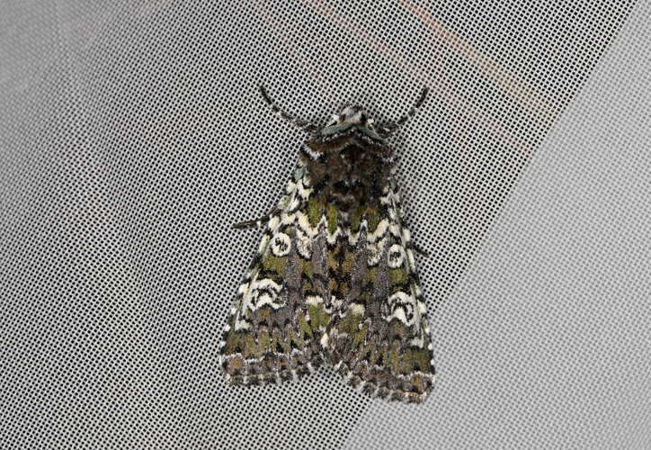 Crypsedra gemmea &copy; Jean Raillot