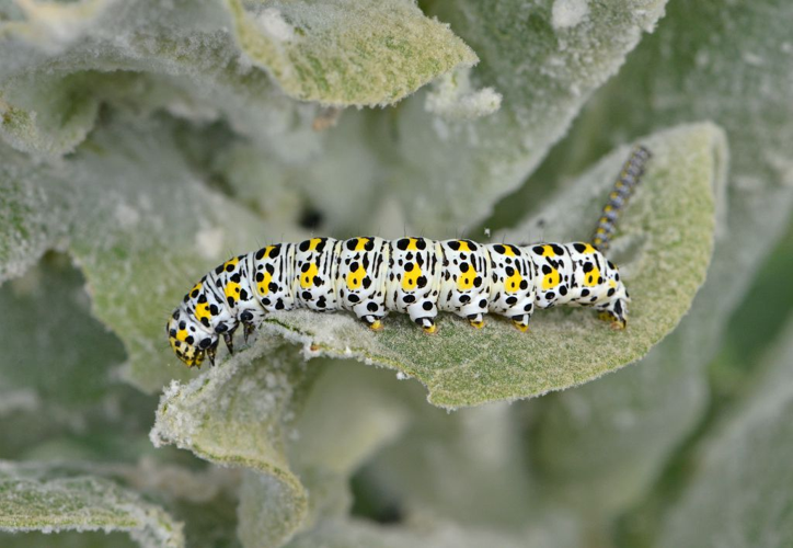 Cucullia verbasci &copy; Jean Raillot