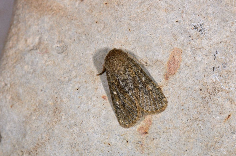 Dasypolia ferdinandi &copy; Jean Raillot