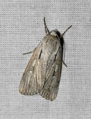 Dichagyris candelisequa &copy; Jean Raillot