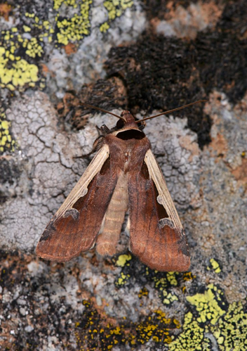 Dichagyris musiva &copy; Jean Raillot