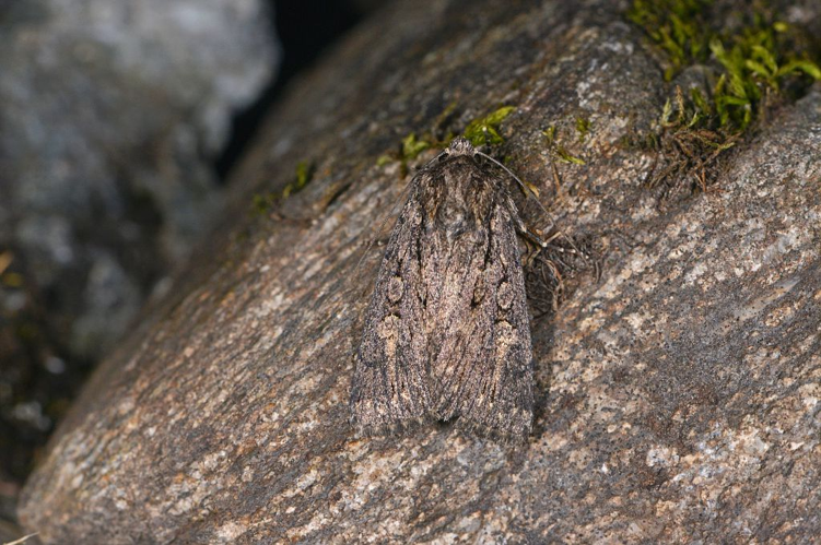 Dichagyris nigrescens &copy; Jean Raillot