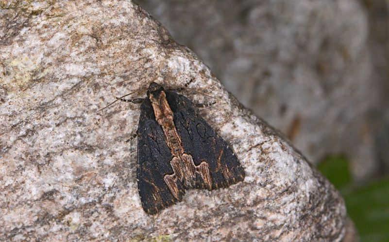 Dypterygia scabriuscula &copy; Jean Raillot