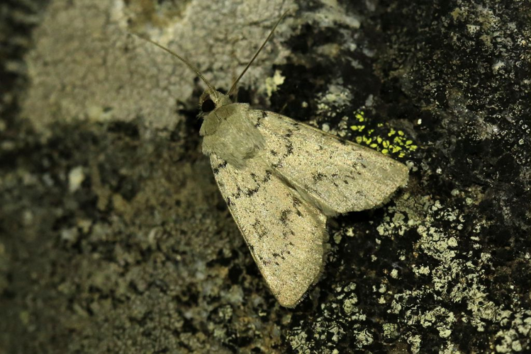 Epipsilia grisescens &copy; Jean Raillot