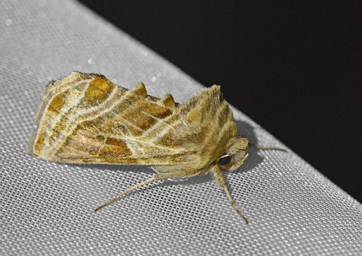 Euchalcia modestoides  &copy; Jean Raillot