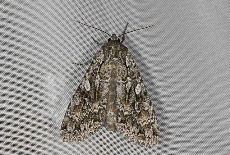 Eurois occulta &copy; Jean Raillot