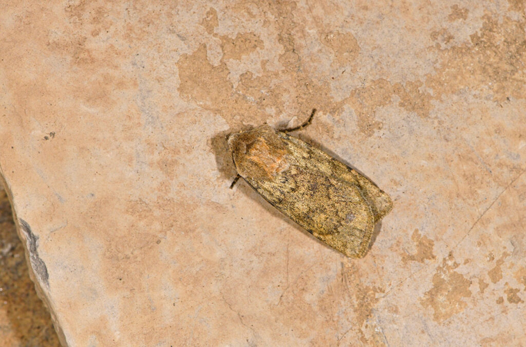 Euxoa culminicola &copy; Jean Raillot