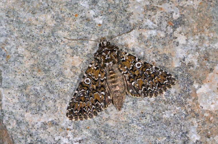 Hadena magnolii &copy; Jean Raillot