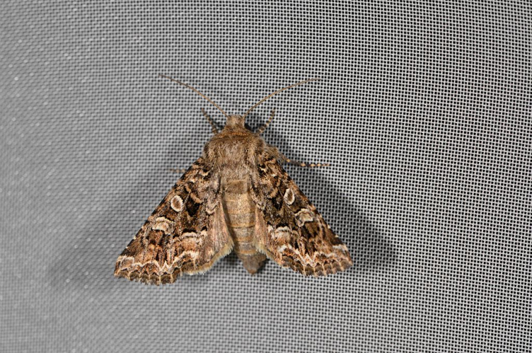 Hadena perplexa &copy; Jean Raillot