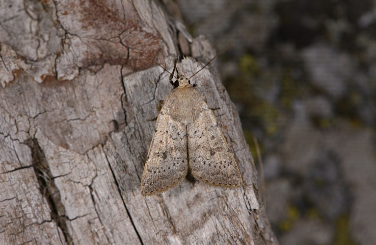 Hoplodrina respersa &copy; Jean Raillot