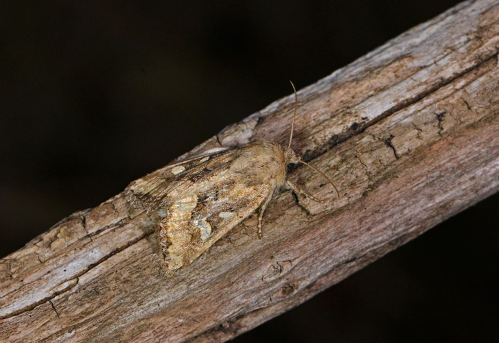 Luperina dumerilii &copy; Jean Raillot