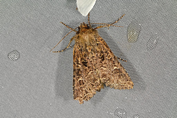 Mamestra brassicae &copy; Jean Raillot