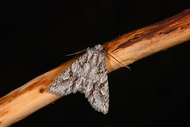 Meganephria bimaculosa &copy; Jean Raillot