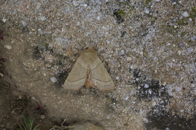 Mesogona acetosellae &copy; Marc Corail