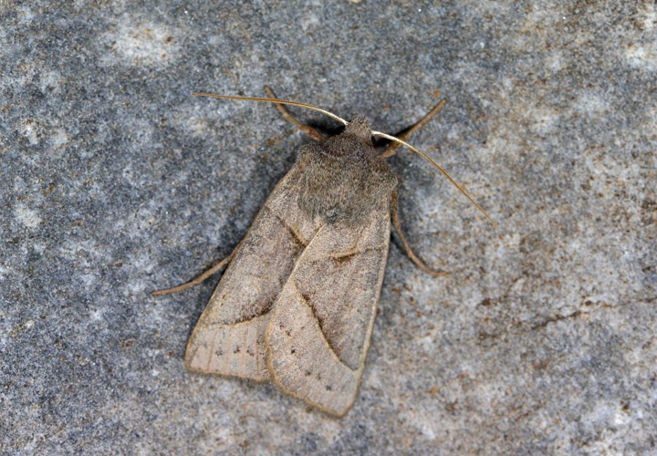 Mesogona oxalina &copy; Jean Raillot