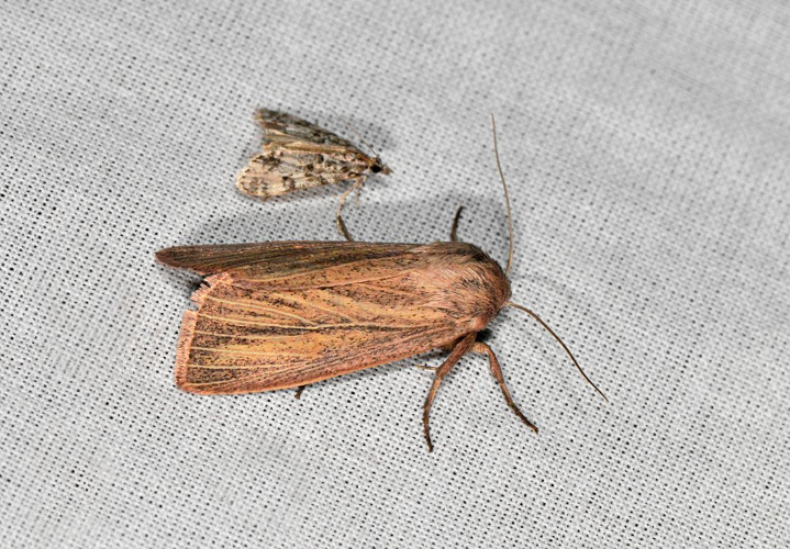 Mythimna pudorina &copy; Jeean Raillot