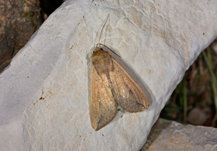 Mythimna unipuncta &copy; Jean Raillot