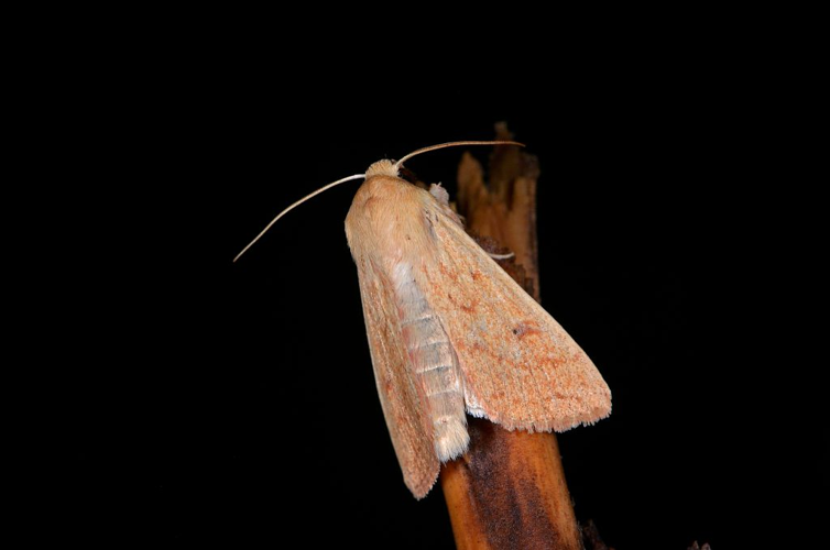 Mythimna vitellina &copy; Jean Raillot