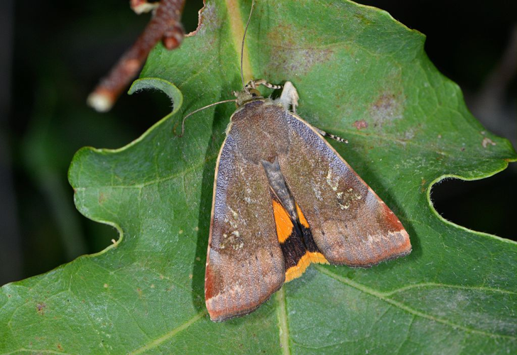 Noctua janthe &copy; Jean Raillot