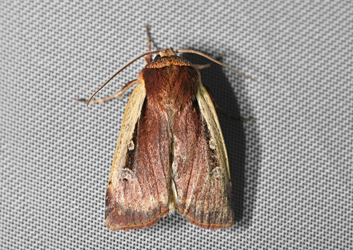 Ochropleura plecta &copy; Jean Raillot