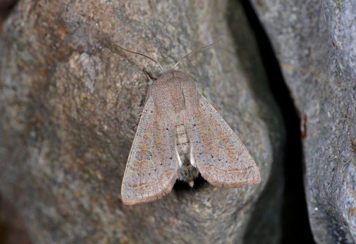 Orthosia gracilis &copy; Jean Raillot
