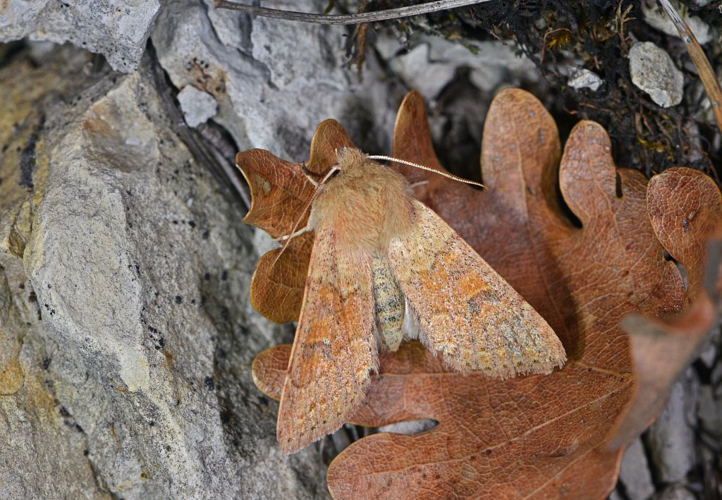 Orthosia miniosa &copy; Jean Raillot