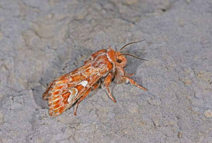 Panolis flammea &copy; Jean Raillot
