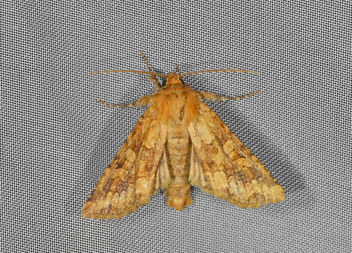 Pyrrhia umbra &copy; Jean Raillot