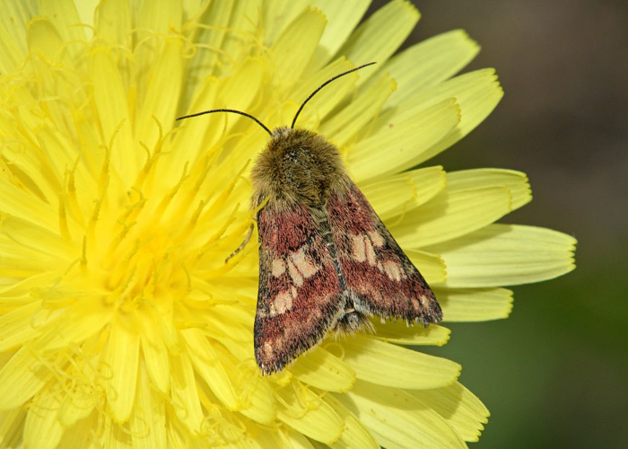 Schinia cardui &copy; Jean Raillot