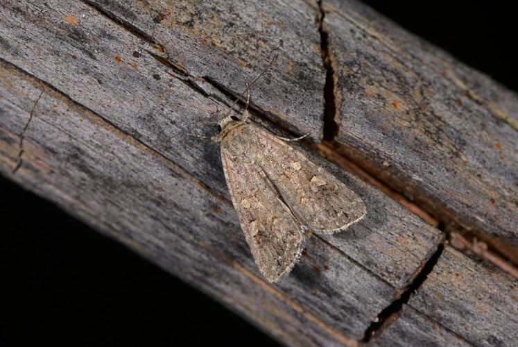 Spodoptera exigua &copy; Jean Raillot