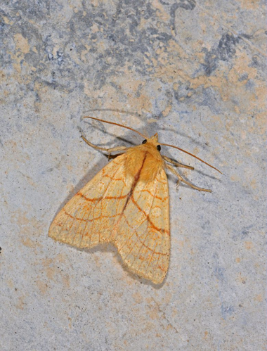 Tiliacea citrago &copy; Jean Raillot