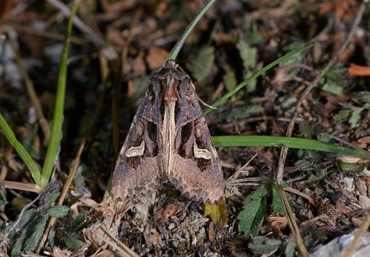 Trigonophora flammea &copy; Jean Raillot