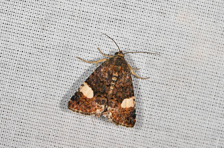 Tyta luctuosa &copy; Jean Raillot